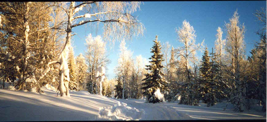 paysage forestier